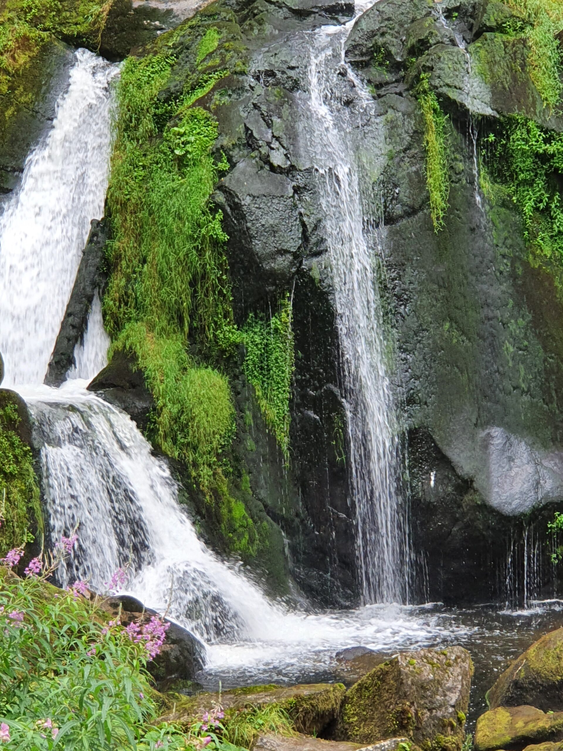 Foresta Nera (Trelleborg)